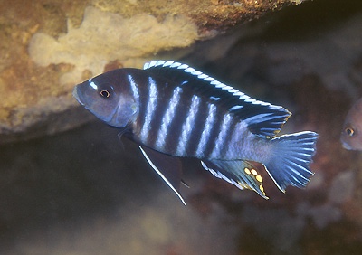 Maylandia sp. 'chinyankwazi' Chinyamwezi Island